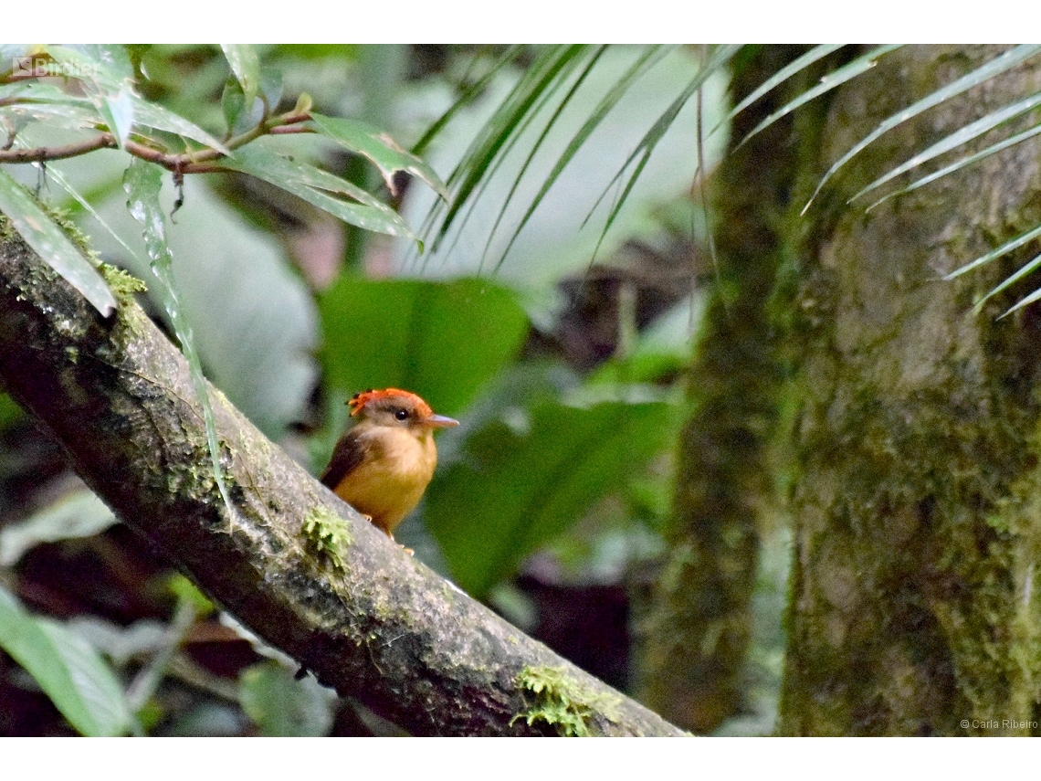 Onychorhynchus swainsoni