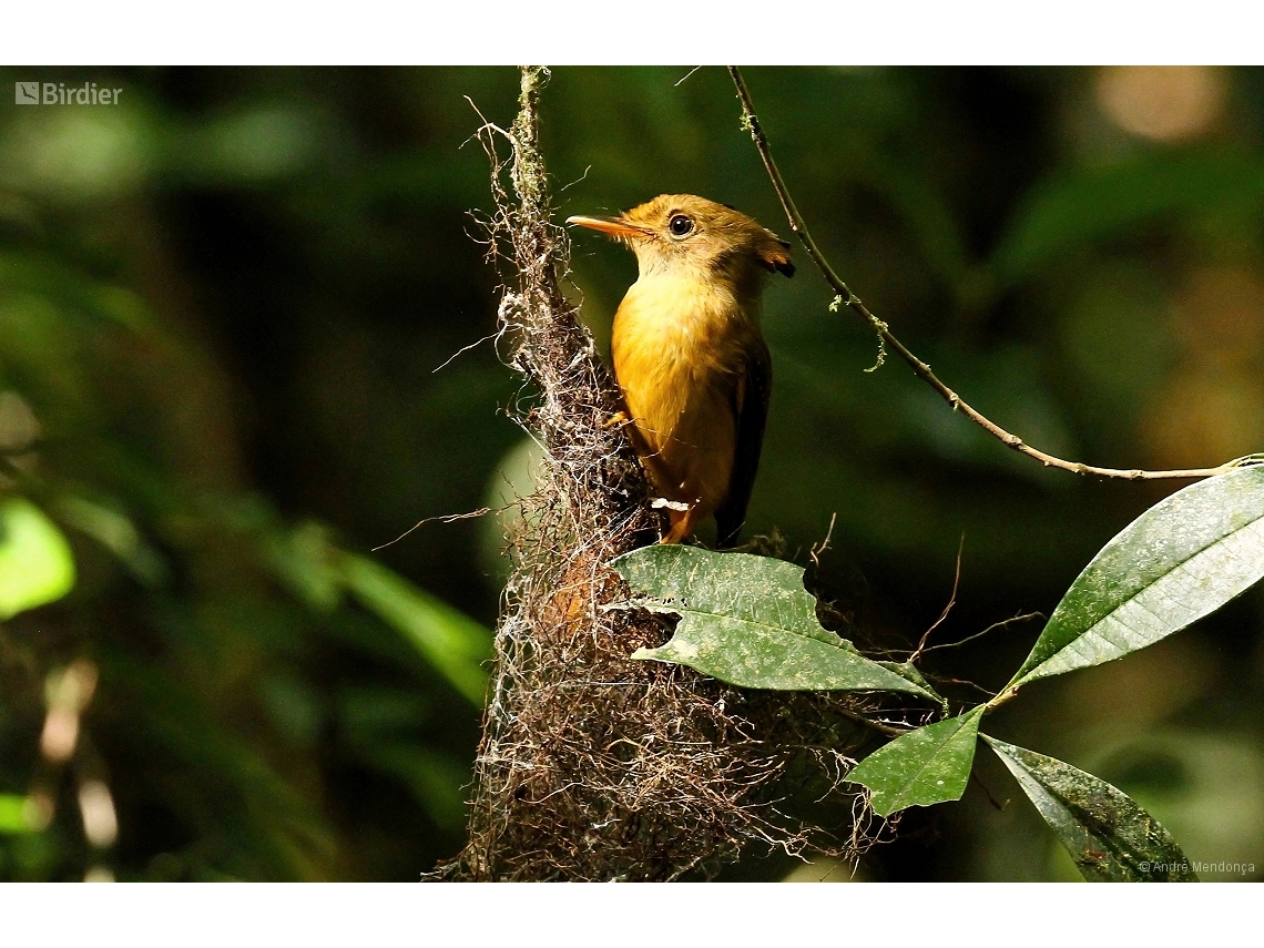 Onychorhynchus swainsoni