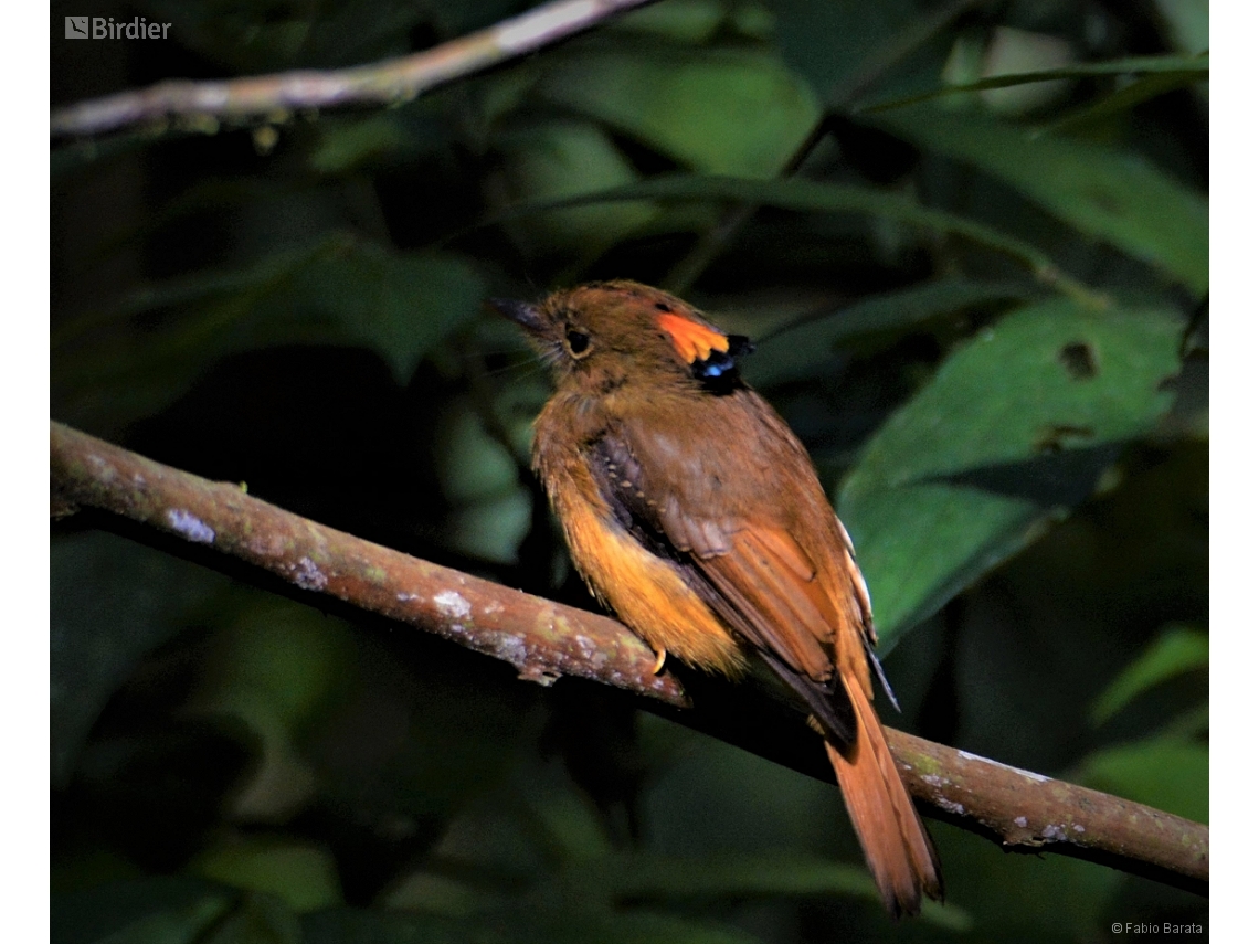 Onychorhynchus swainsoni