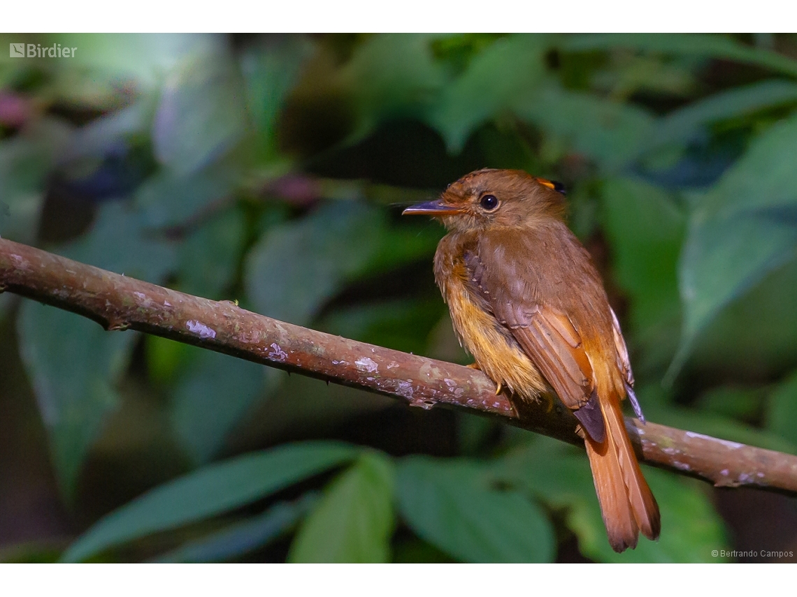 Onychorhynchus swainsoni