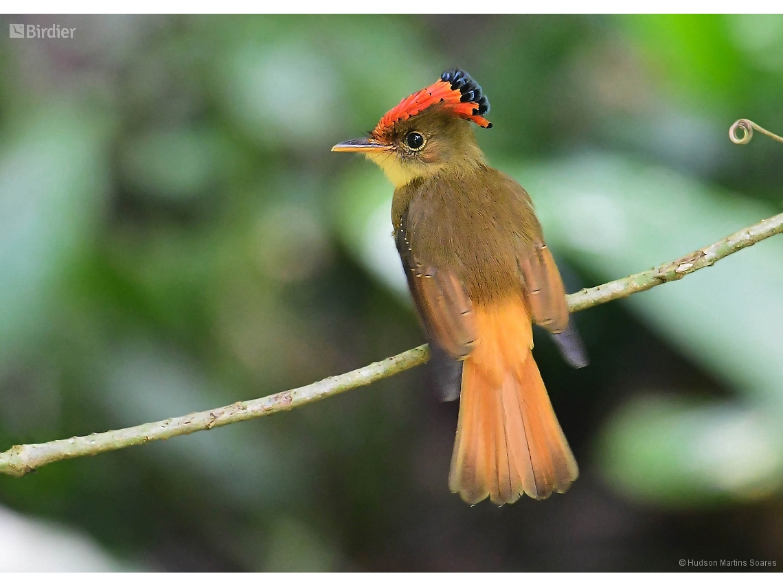 Onychorhynchus swainsoni