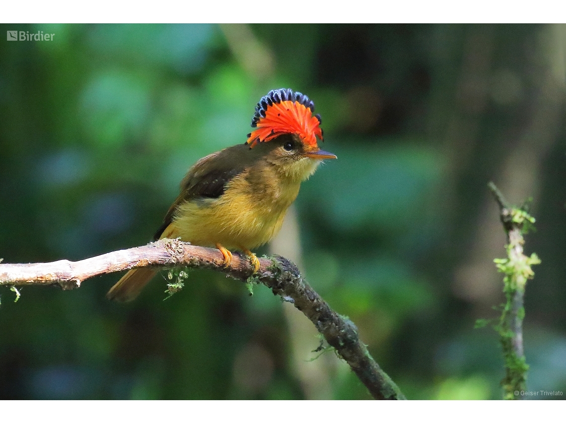 Onychorhynchus swainsoni