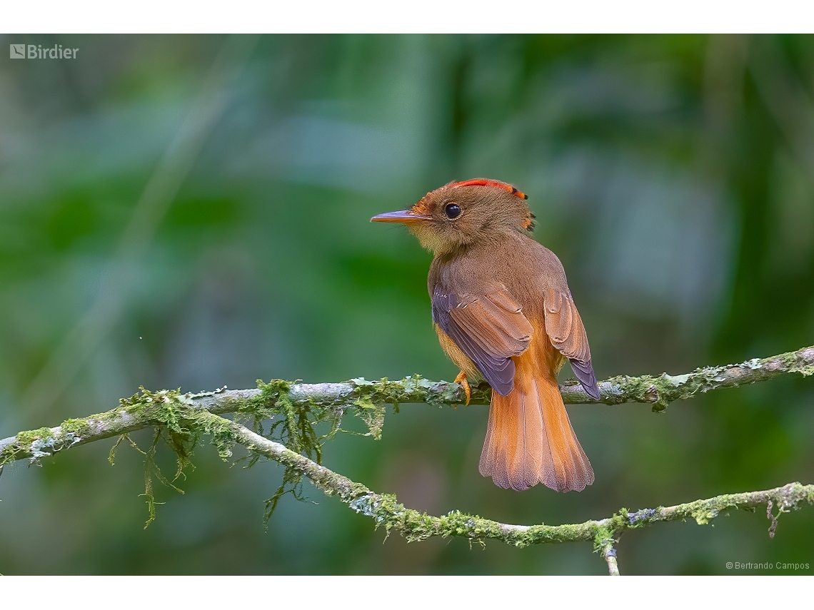 Onychorhynchus swainsoni