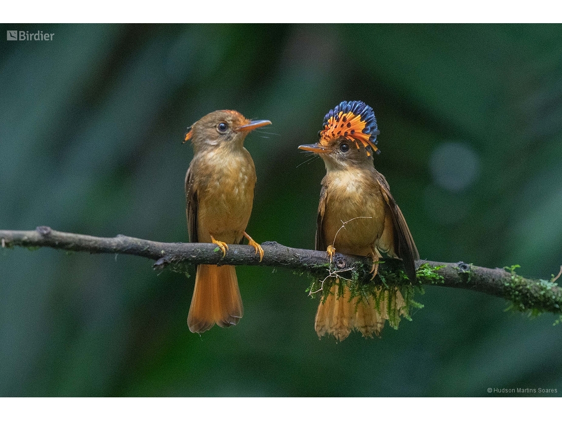 Onychorhynchus swainsoni