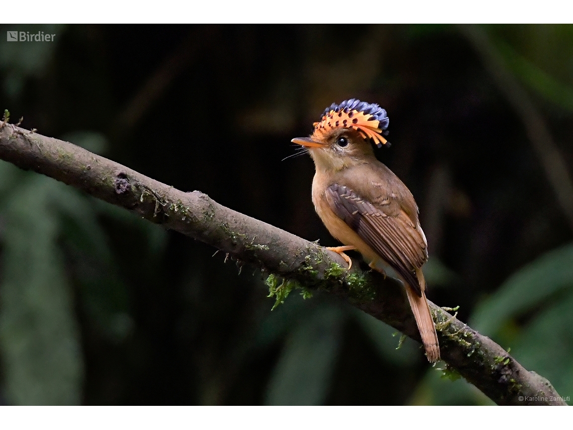 Onychorhynchus swainsoni