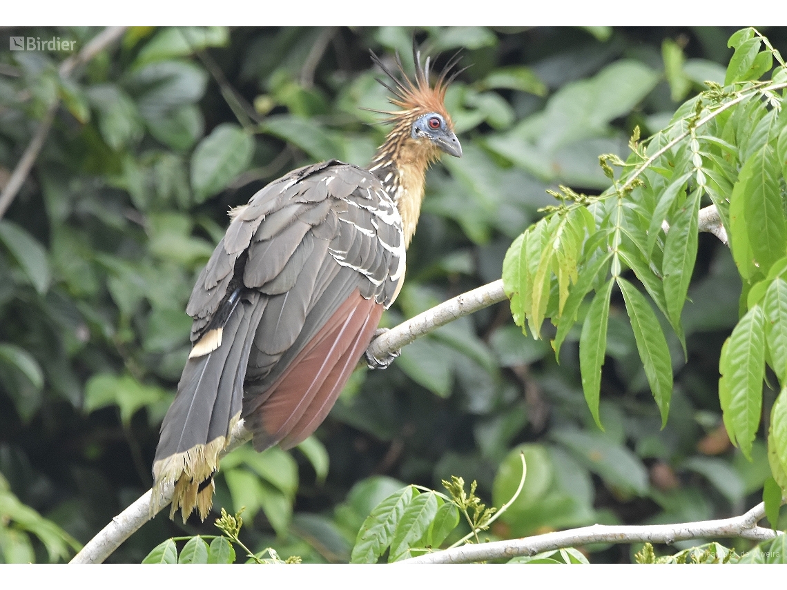 Opisthocomus hoazin