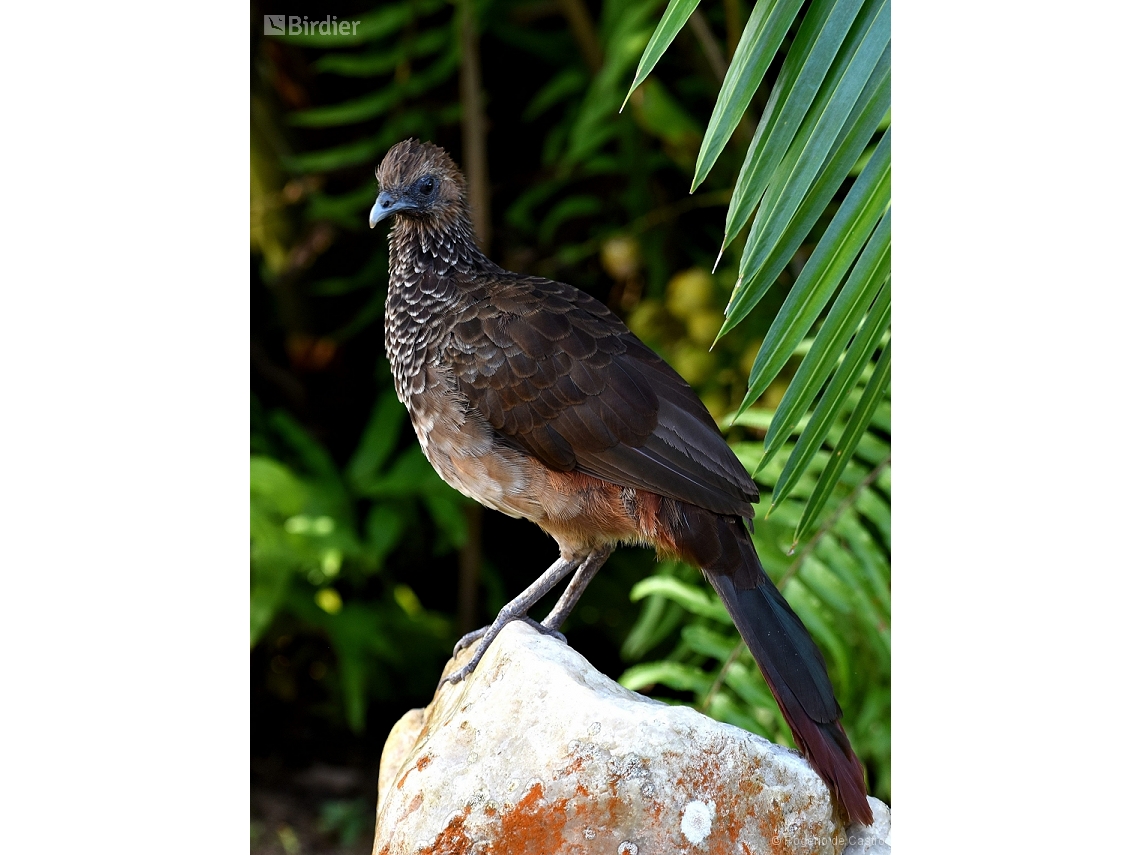 Ortalis araucuan