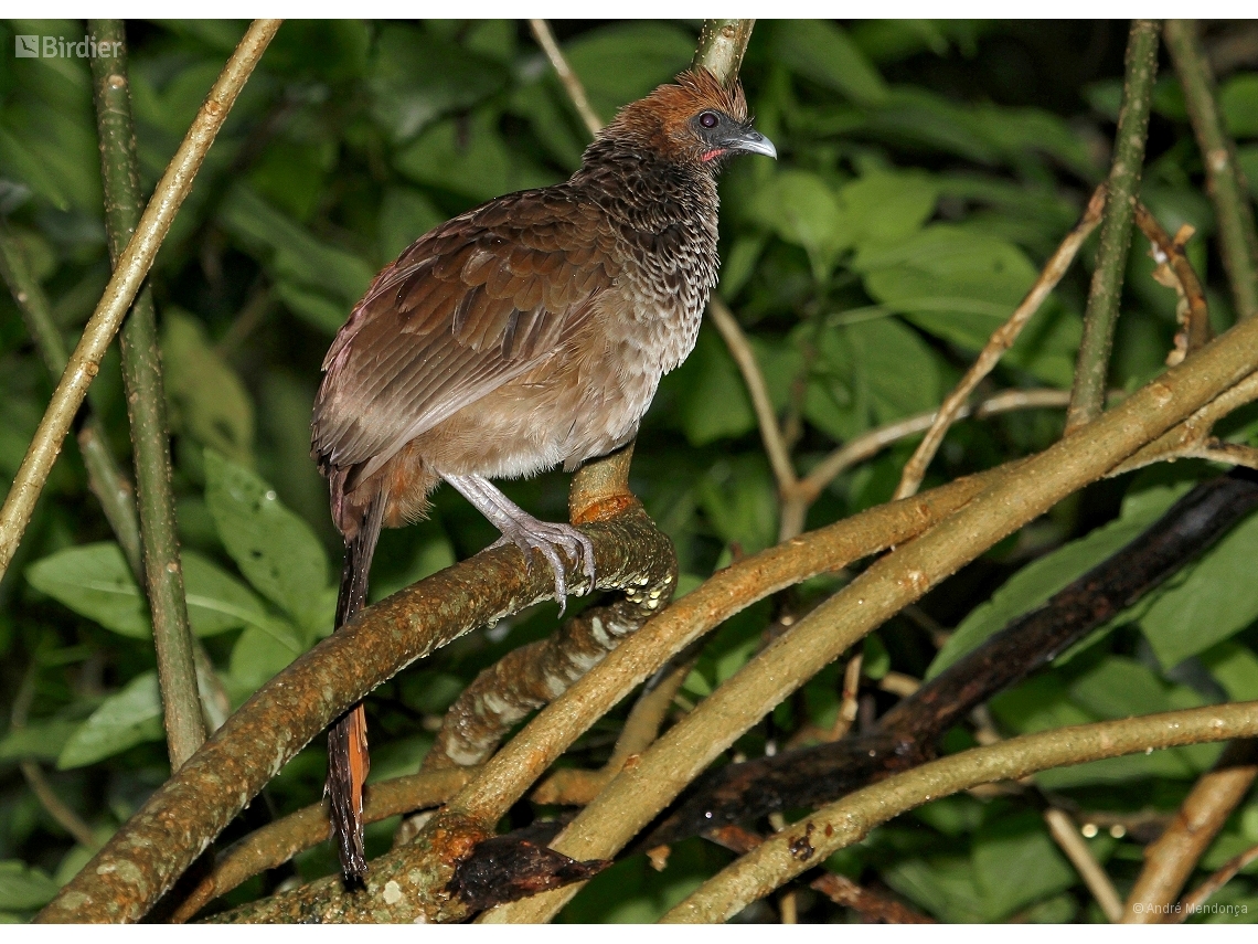 Ortalis araucuan