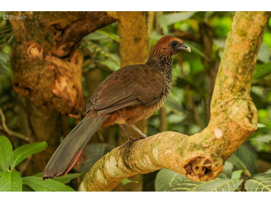 Ortalis araucuan
