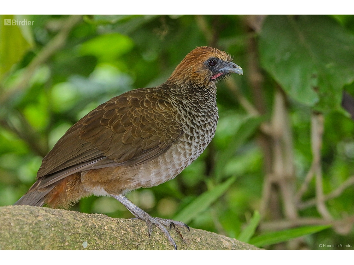Ortalis araucuan