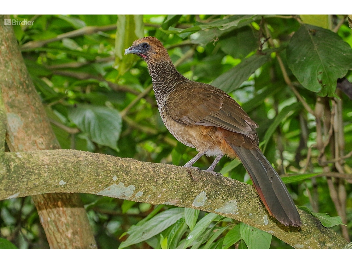 Ortalis araucuan