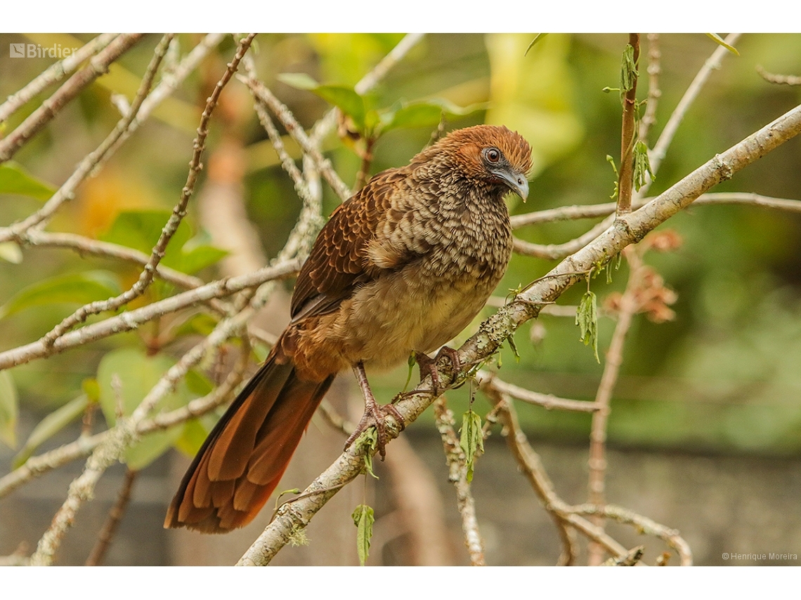 Ortalis araucuan