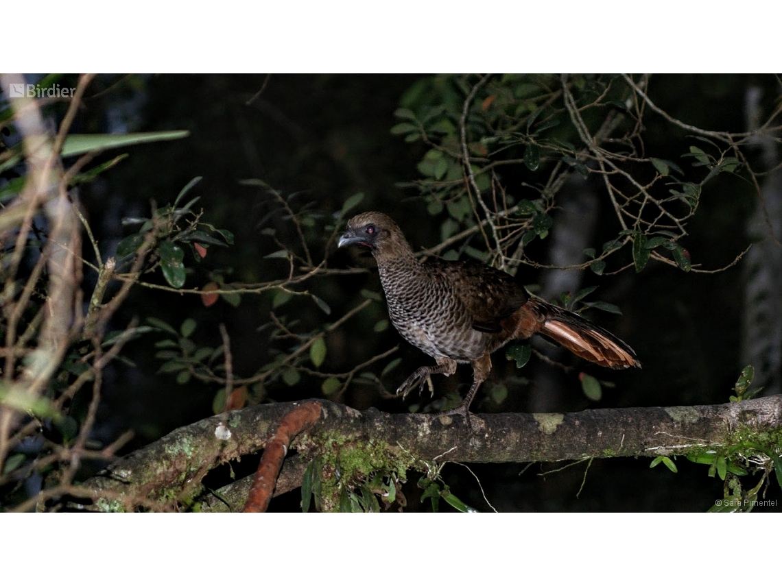Ortalis squamata
