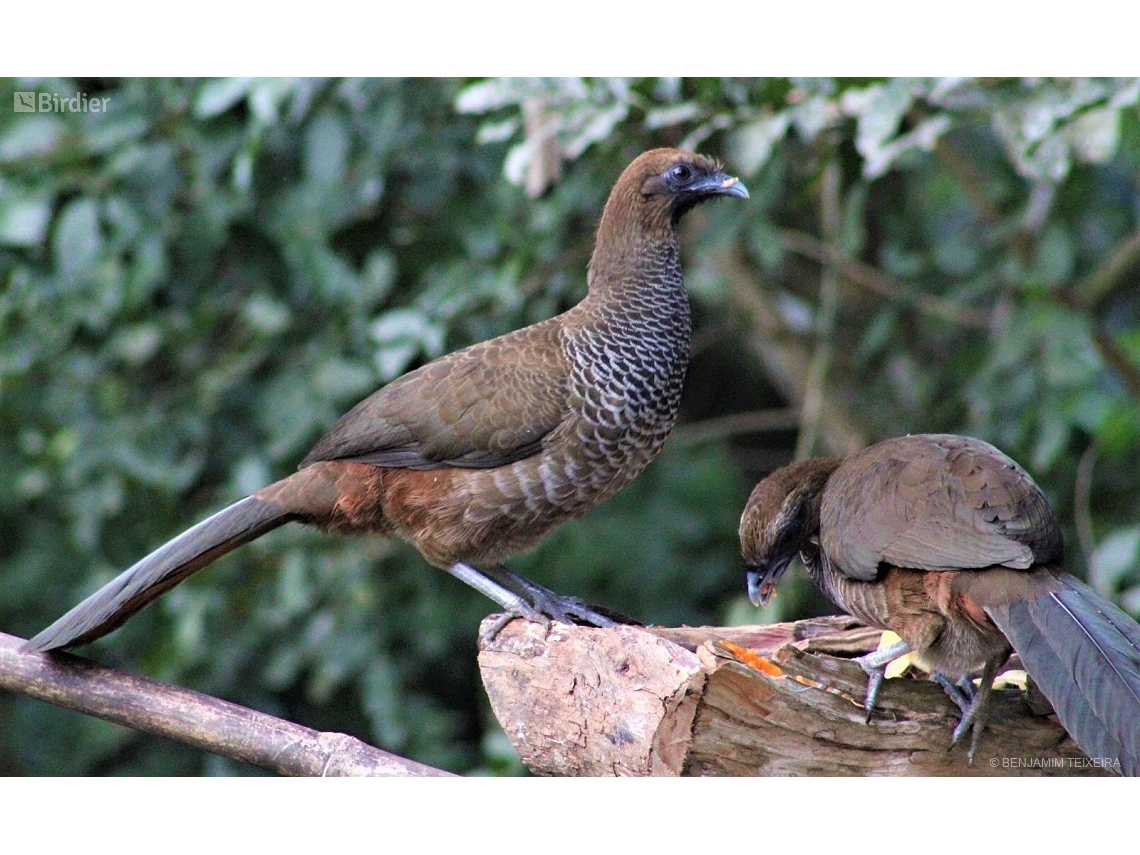 Ortalis squamata
