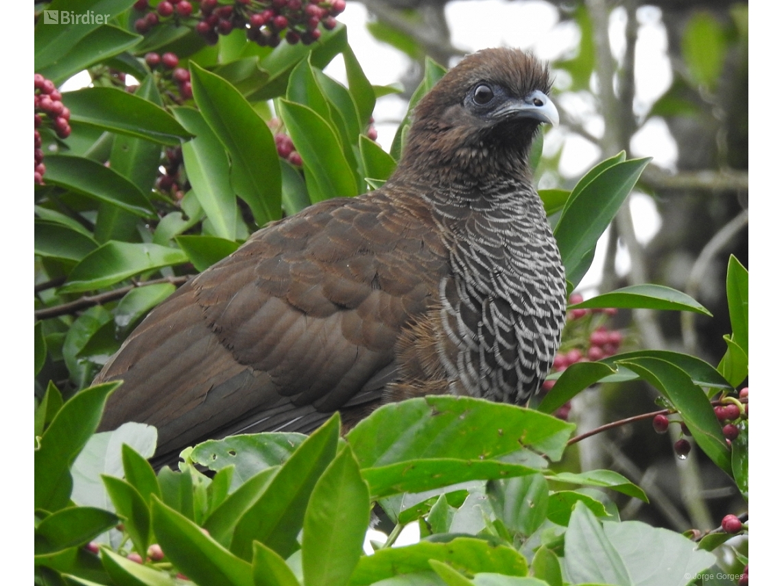 Ortalis squamata
