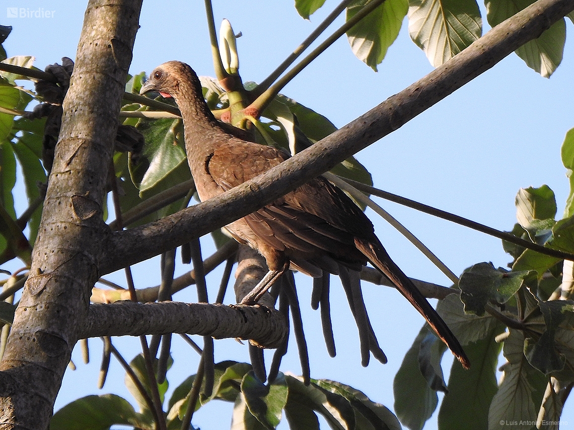 Ortalis superciliaris