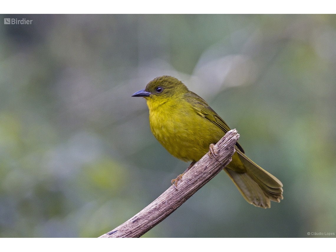 Orthogonys chloricterus
