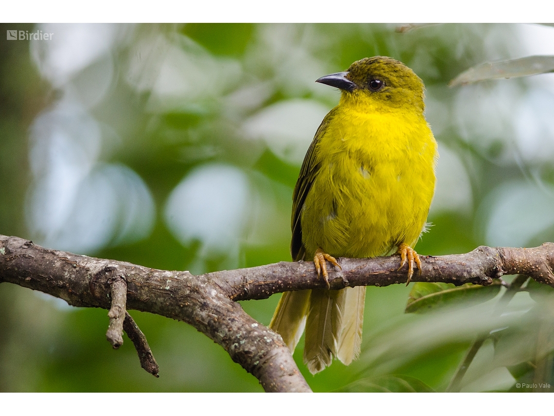Orthogonys chloricterus