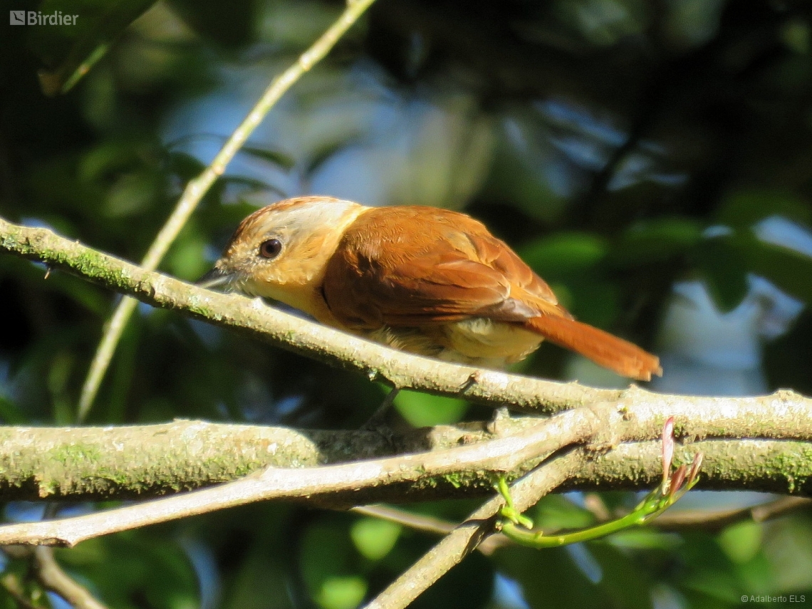 Pachyramphus castaneus
