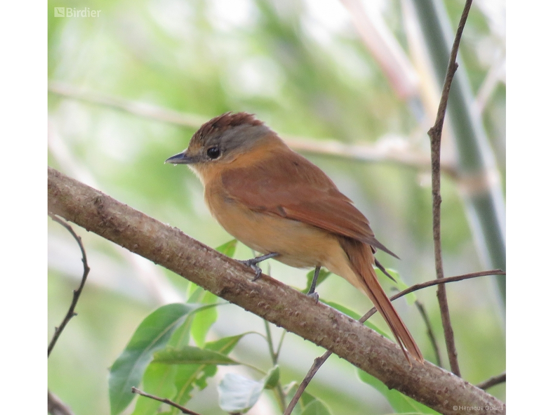 Pachyramphus castaneus