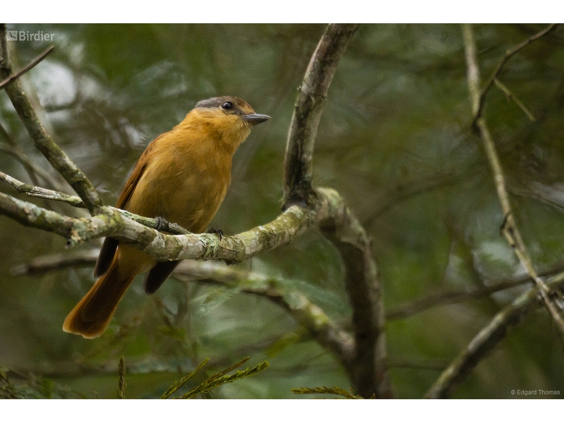 Pachyramphus castaneus