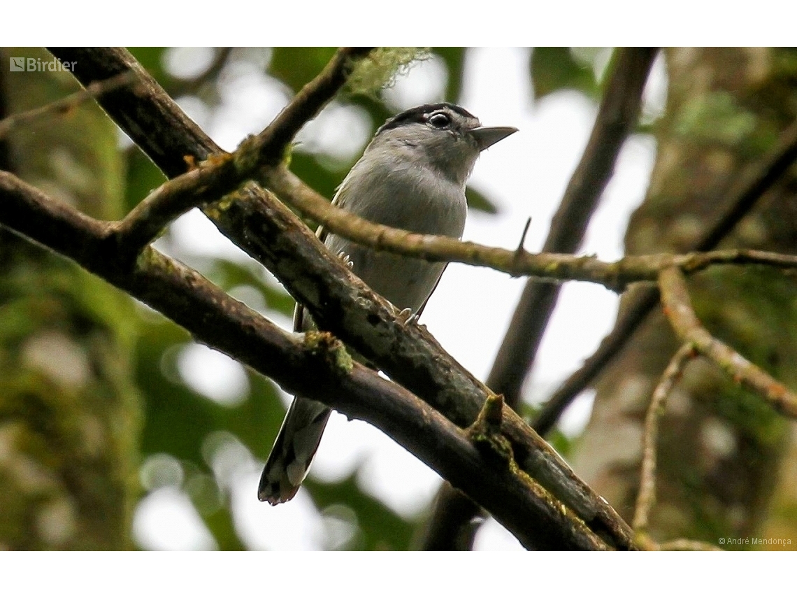 Pachyramphus marginatus