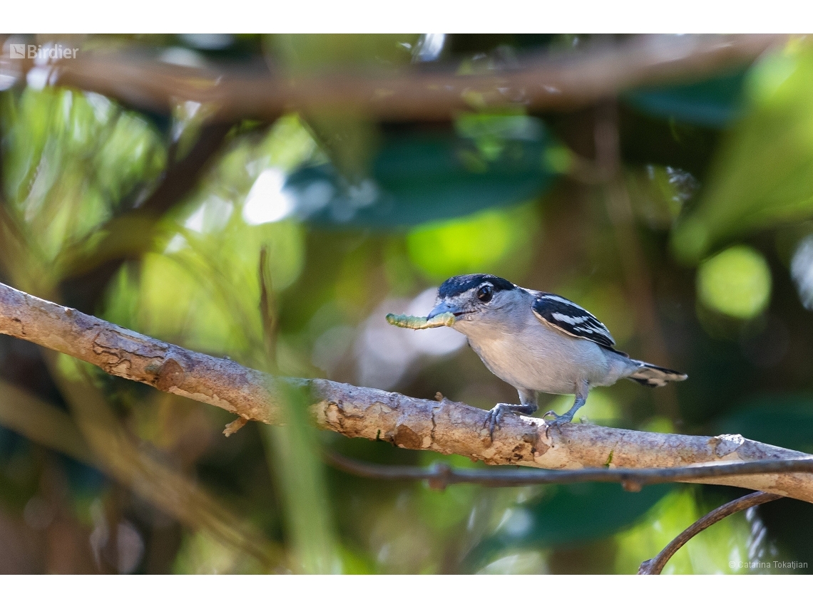 Pachyramphus marginatus