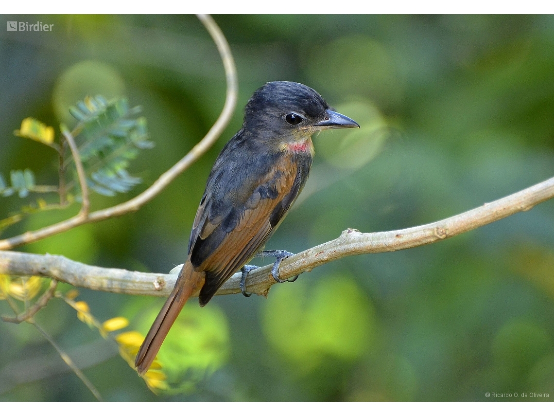 Pachyramphus minor