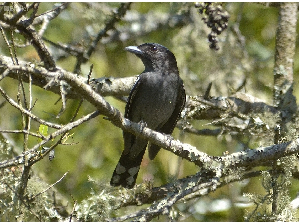 Pachyramphus polychopterus