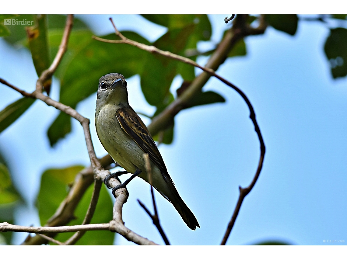 Pachyramphus polychopterus