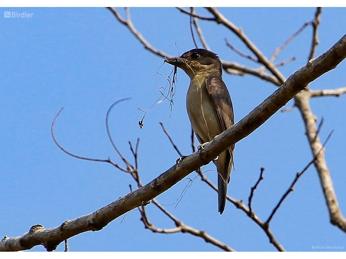 Pachyramphus validus