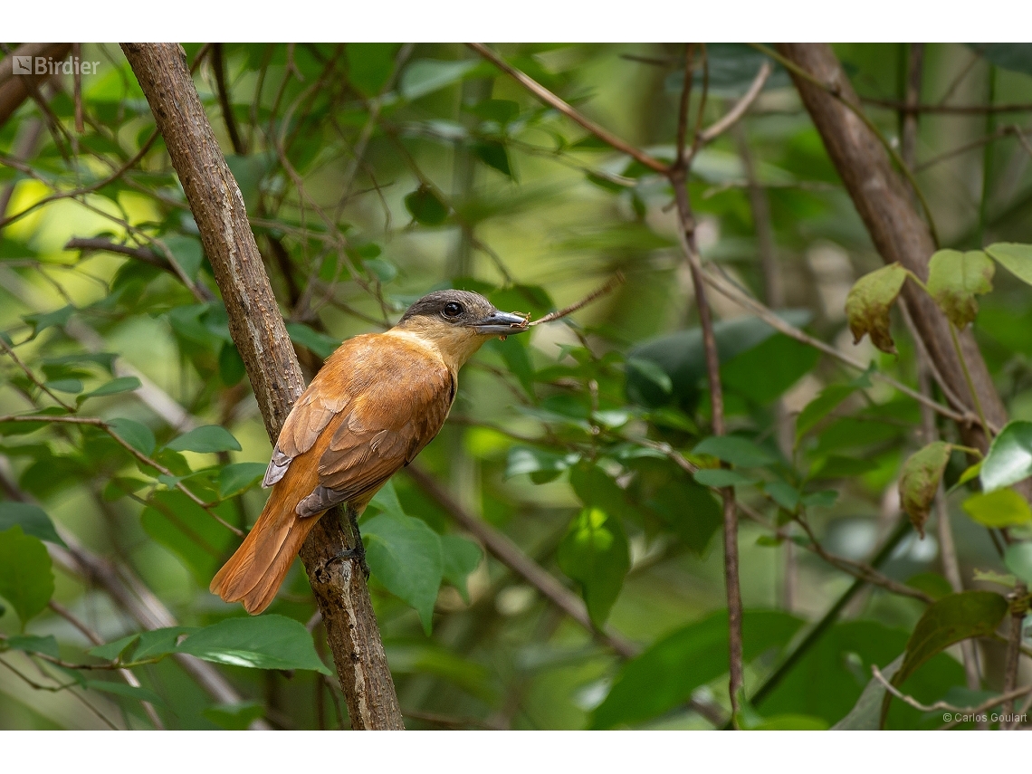Pachyramphus validus