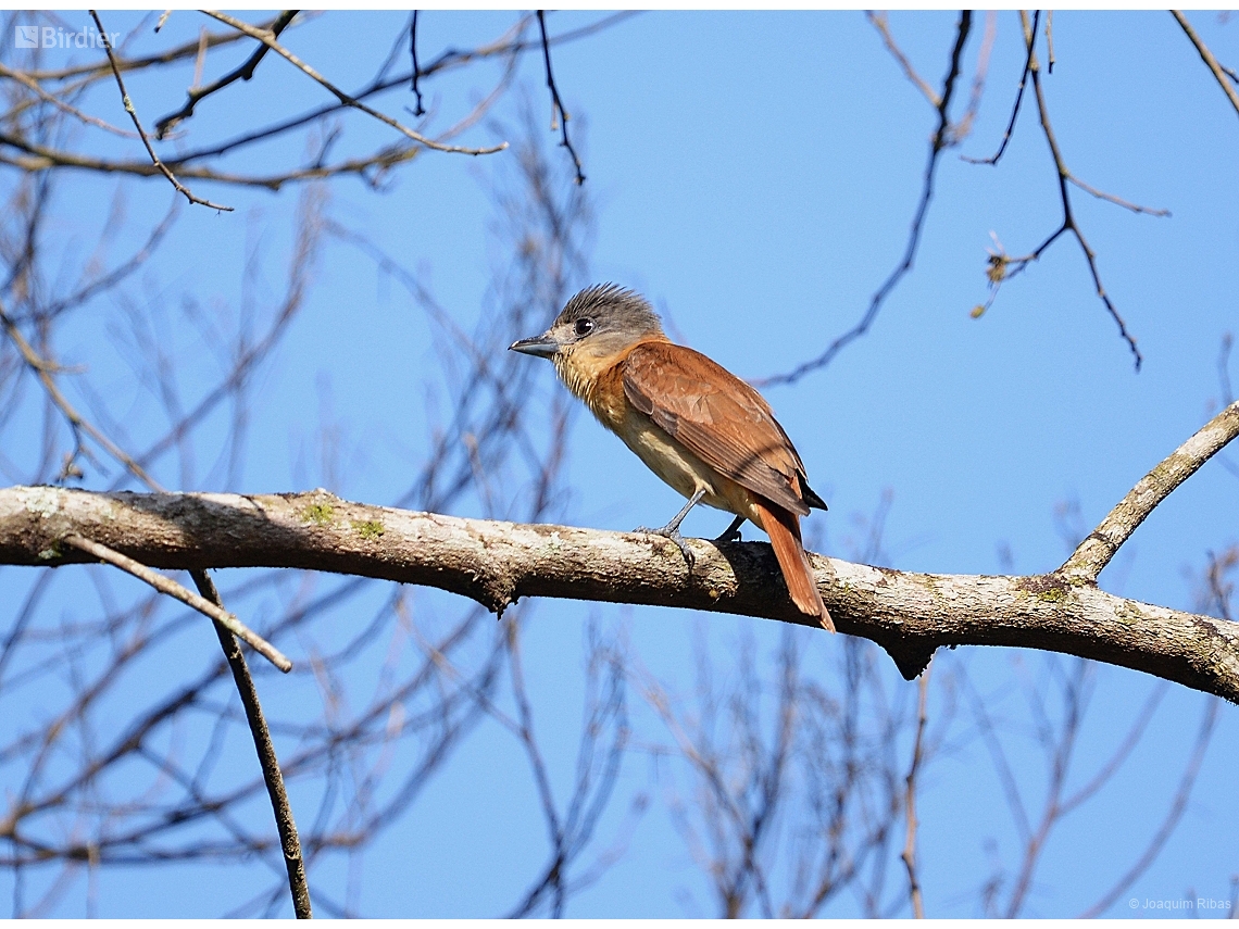 Pachyramphus validus