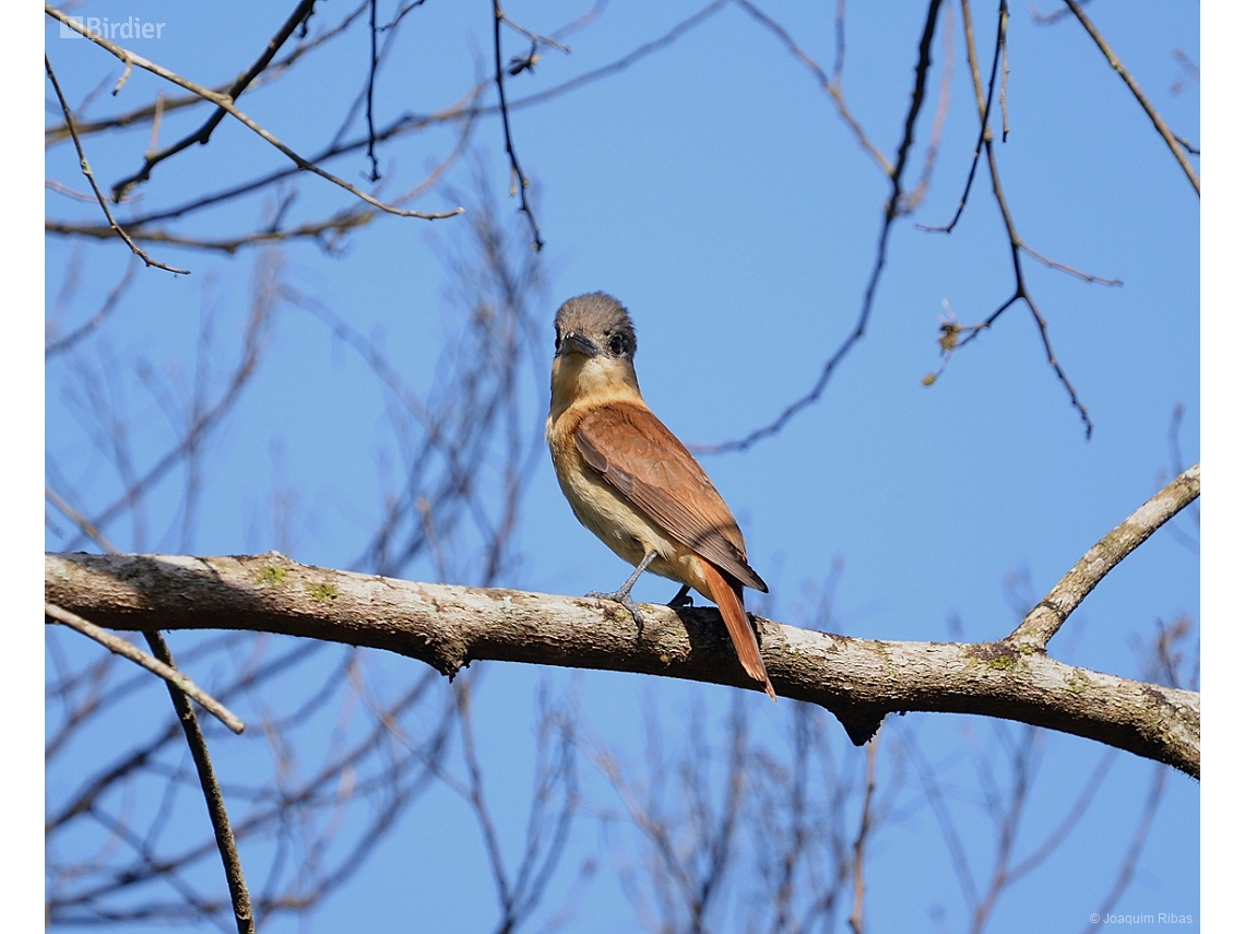 Pachyramphus validus