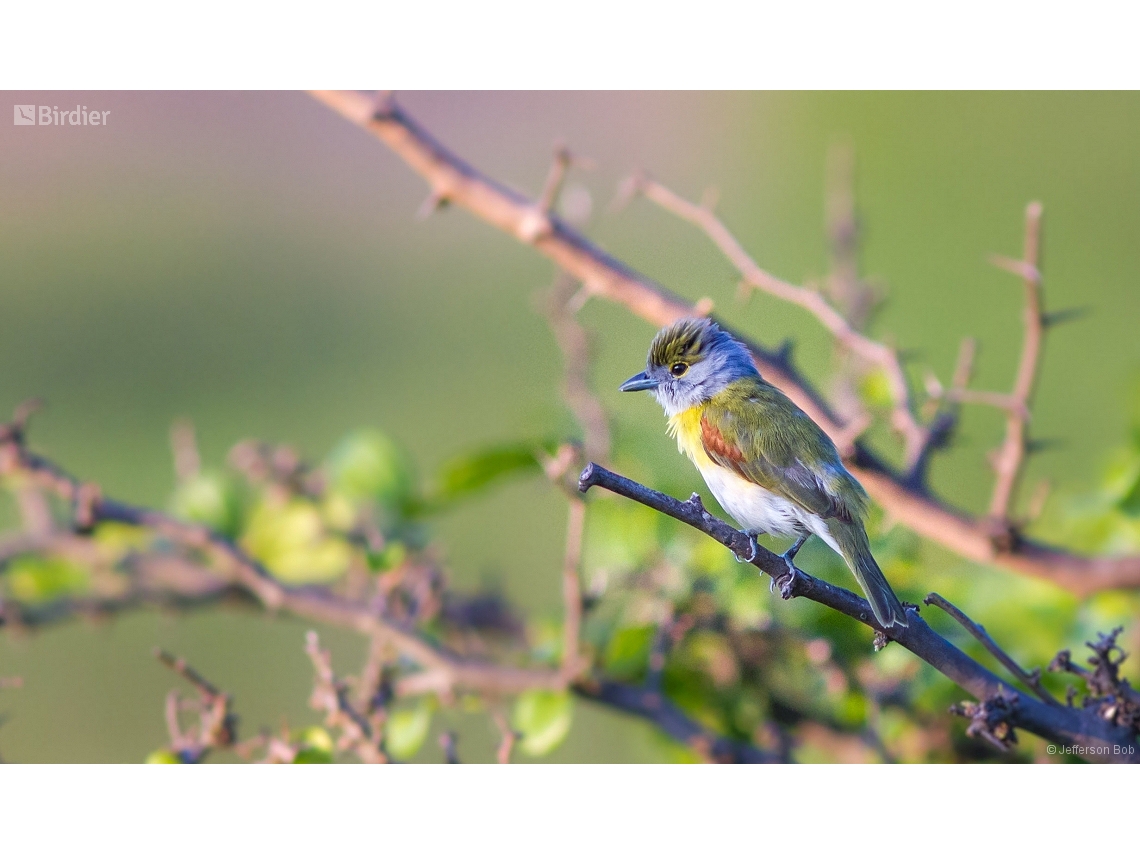 Pachyramphus viridis