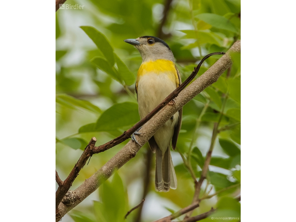 Pachyramphus viridis
