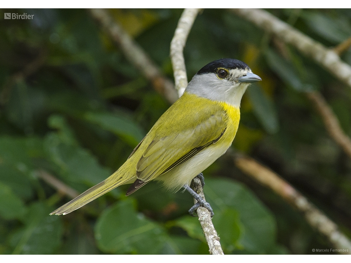 Pachyramphus viridis