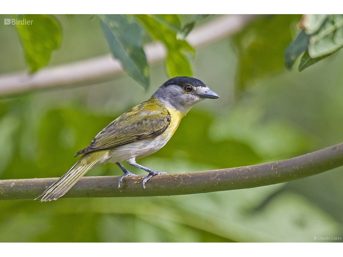 Pachyramphus viridis