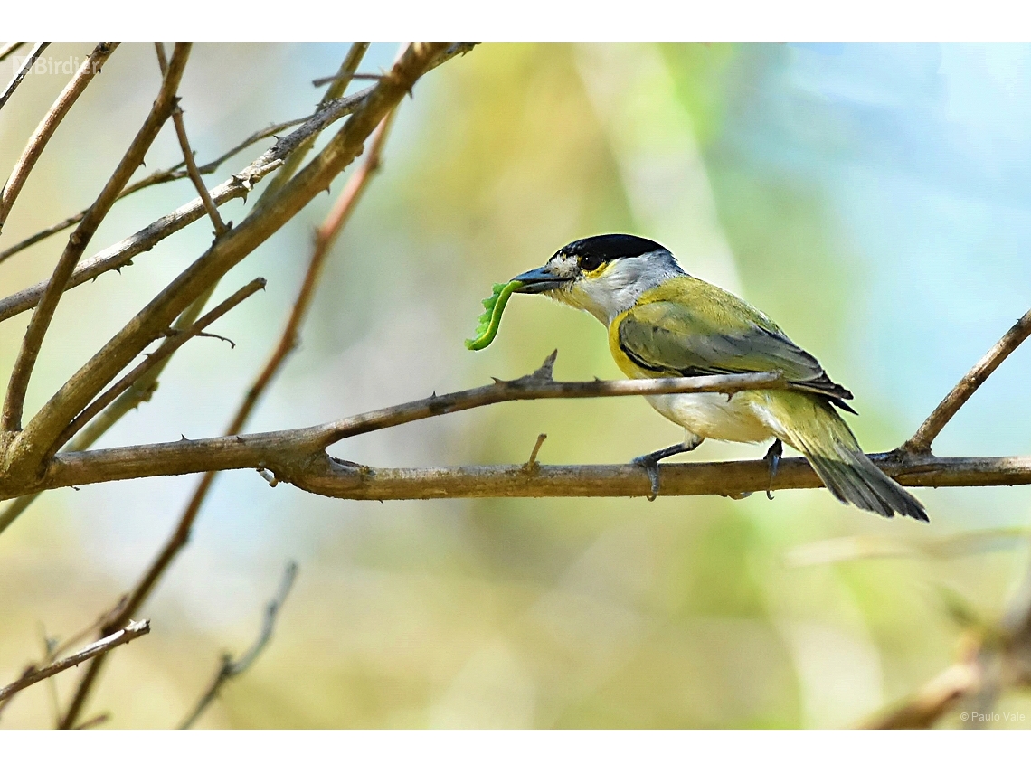 Pachyramphus viridis