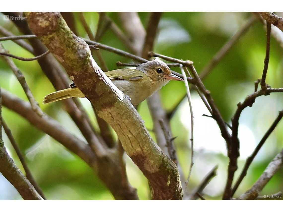 Pachysylvia muscicapina