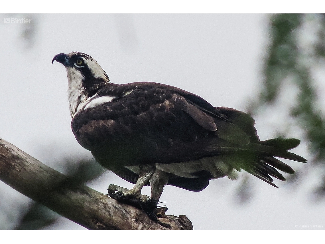 Pandion haliaetus
