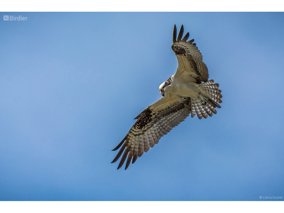 Pandion haliaetus