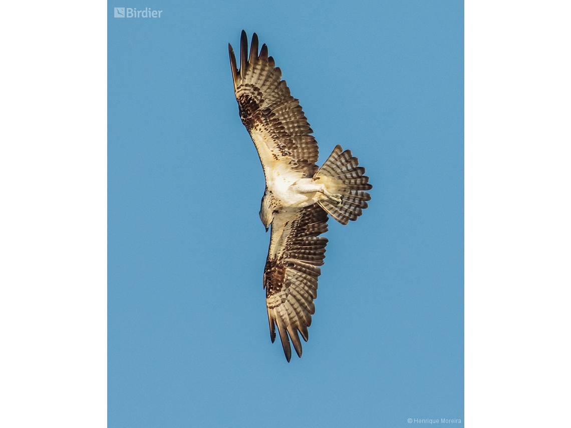 Pandion haliaetus