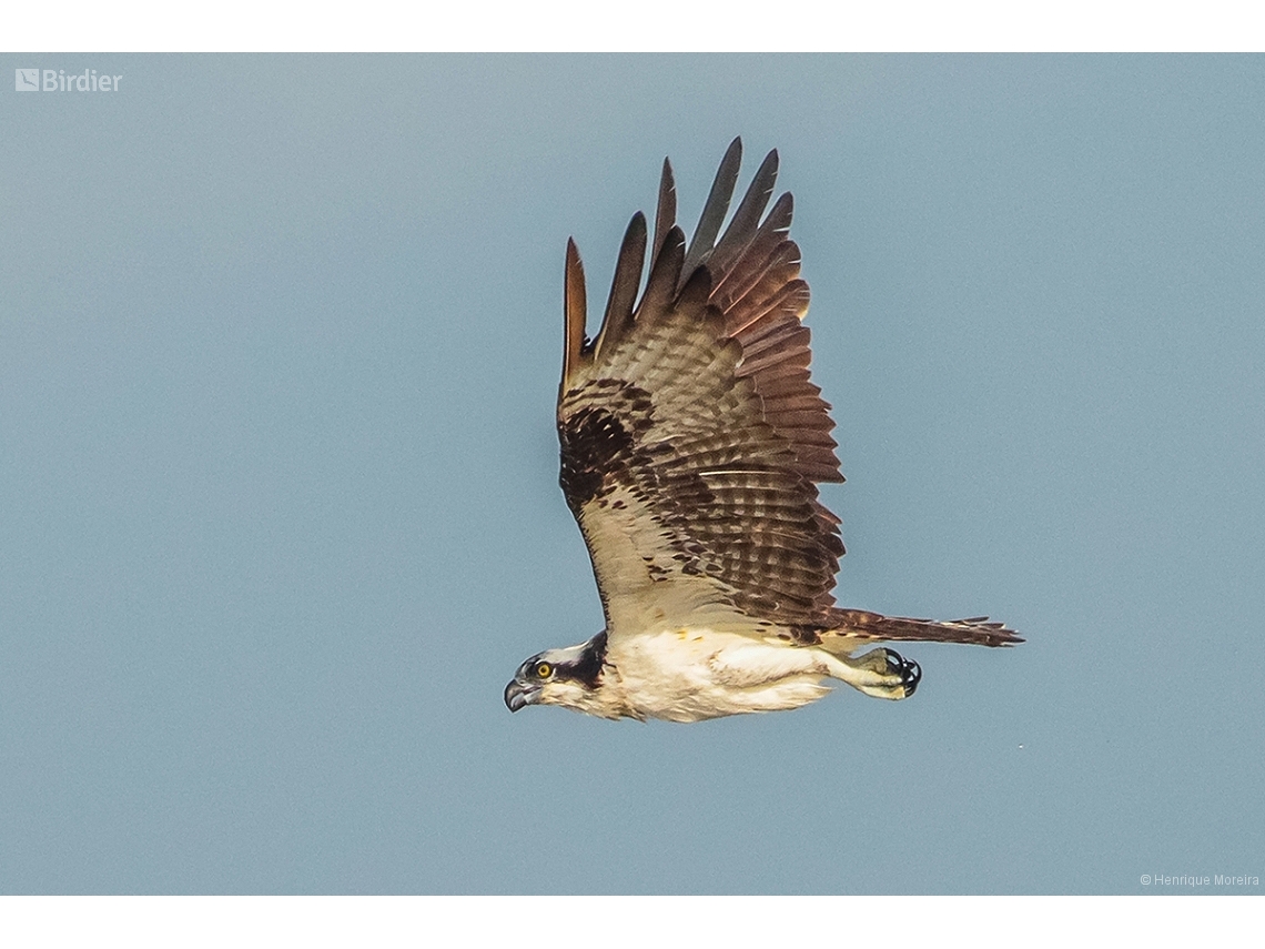Pandion haliaetus