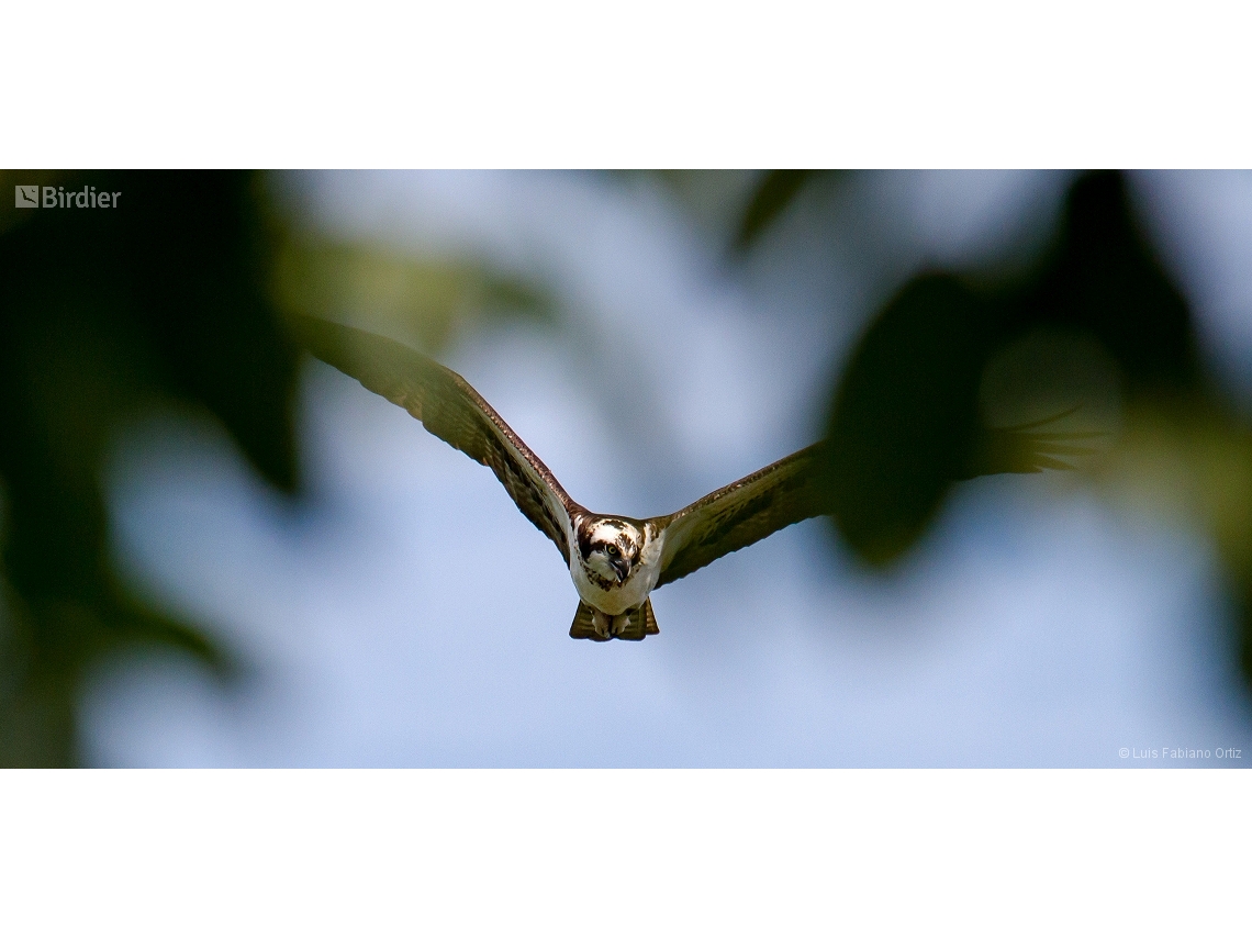 Pandion haliaetus