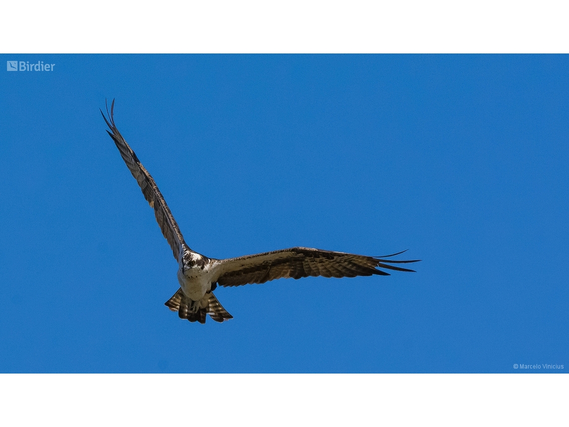 Pandion haliaetus