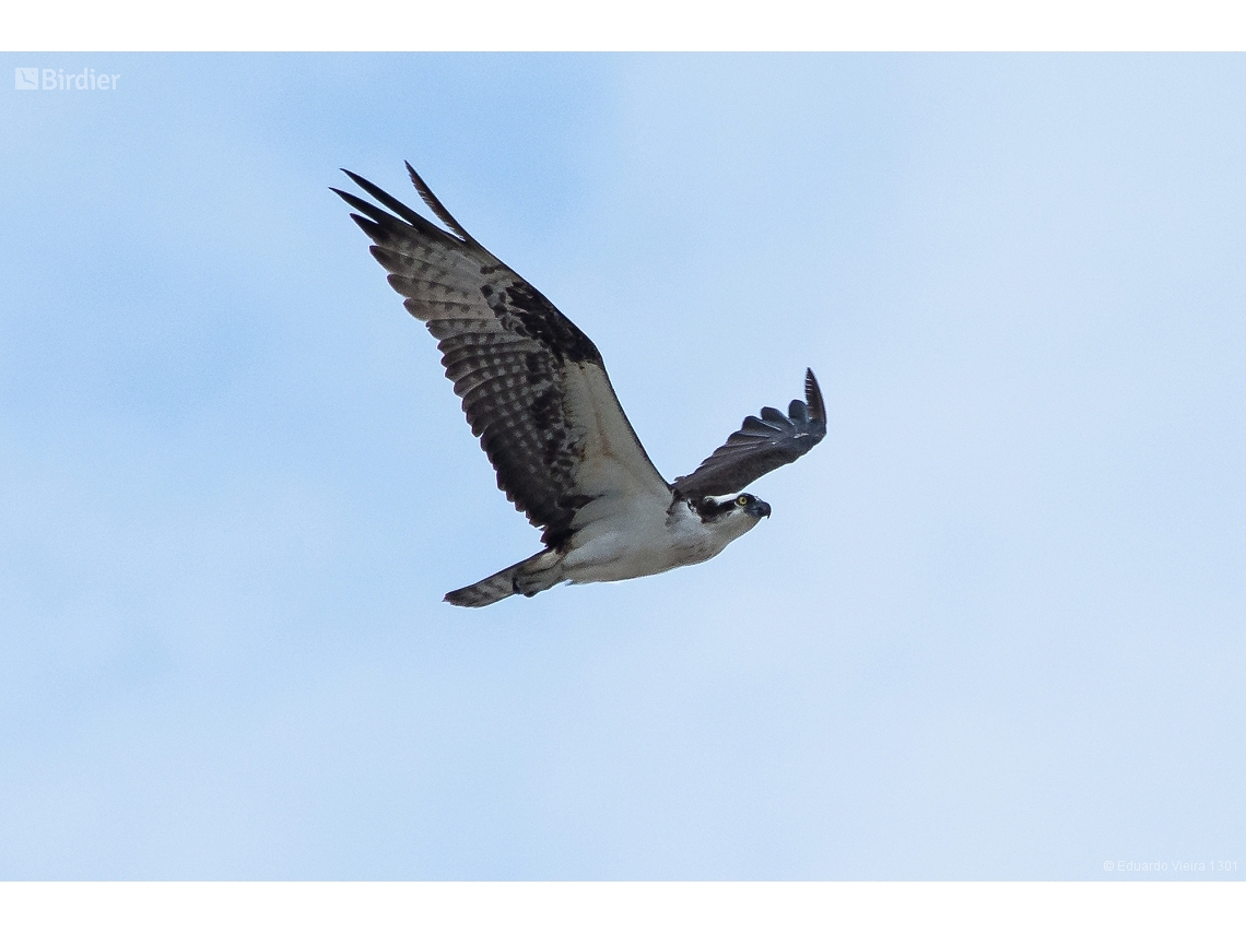 Pandion haliaetus