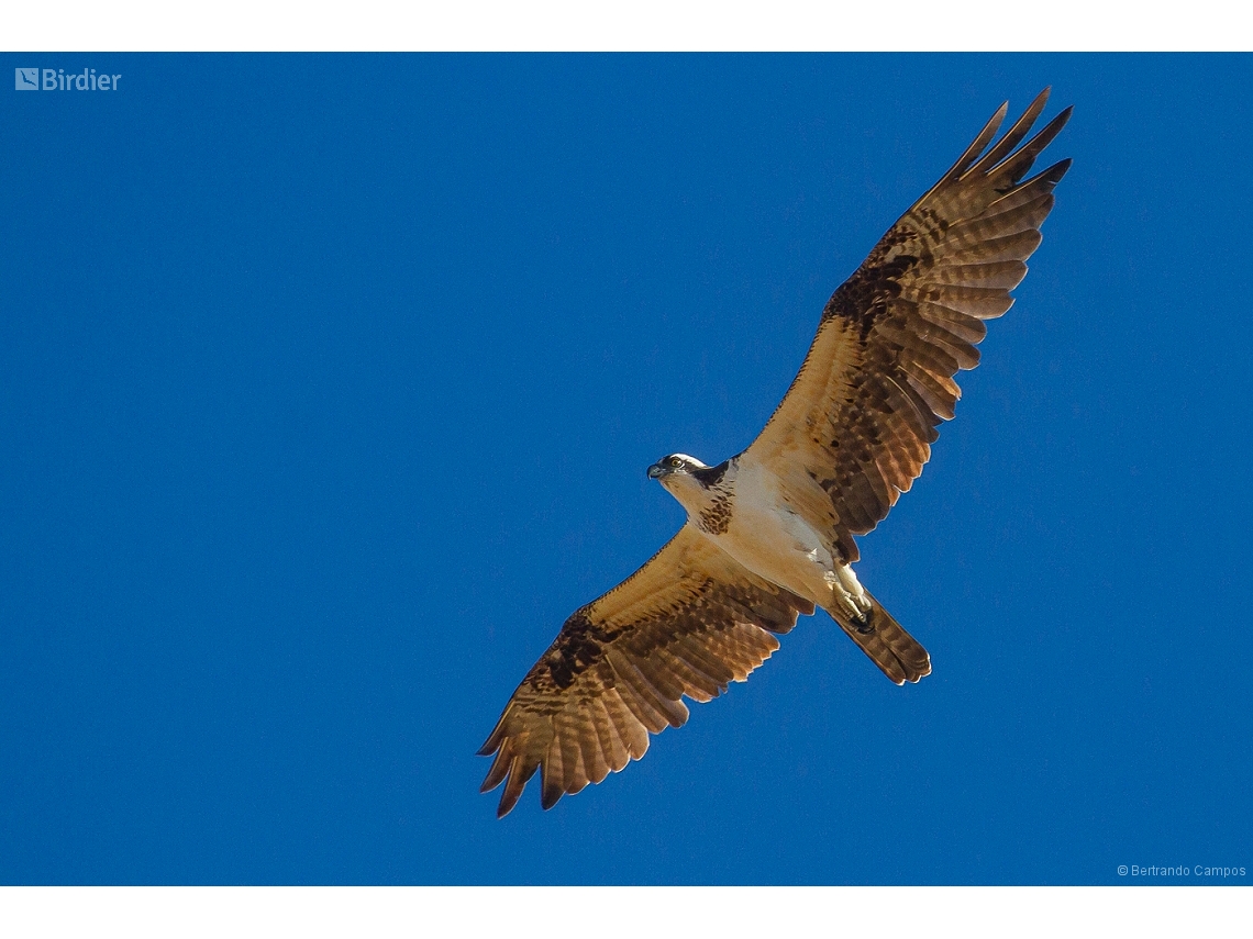Pandion haliaetus
