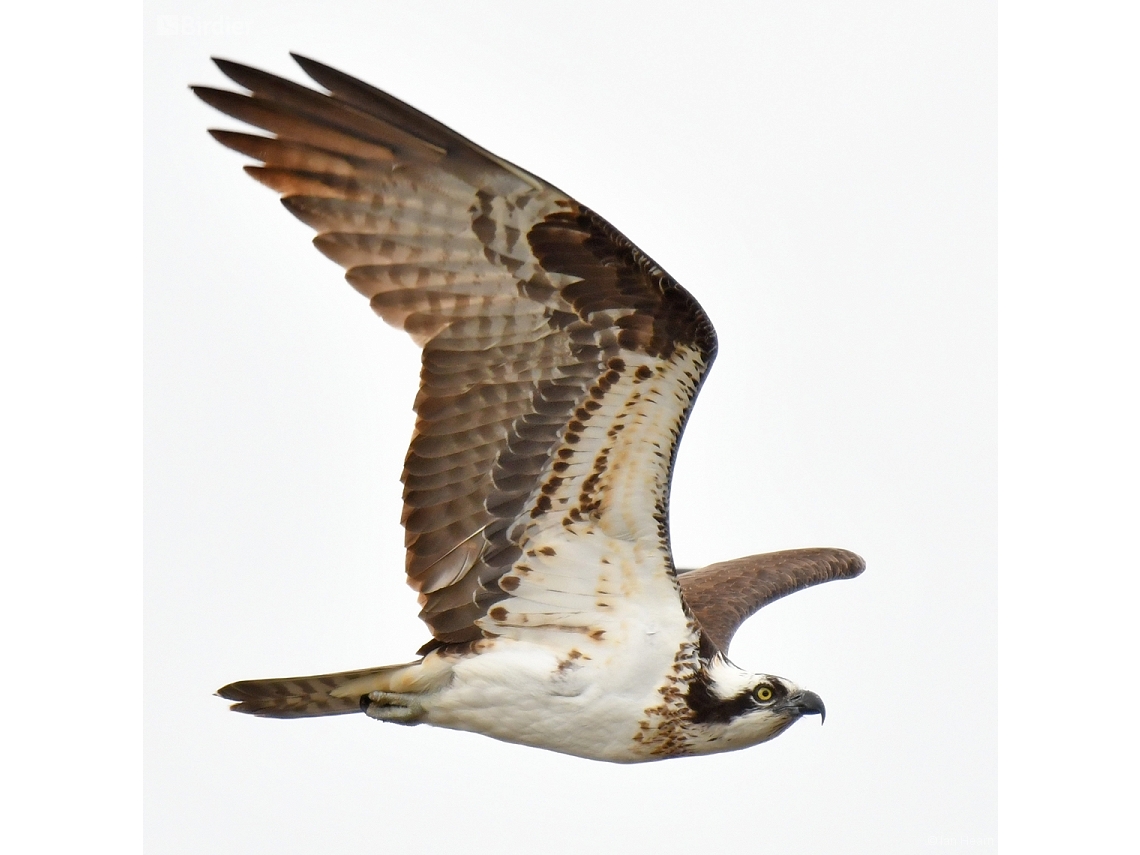 Pandion haliaetus