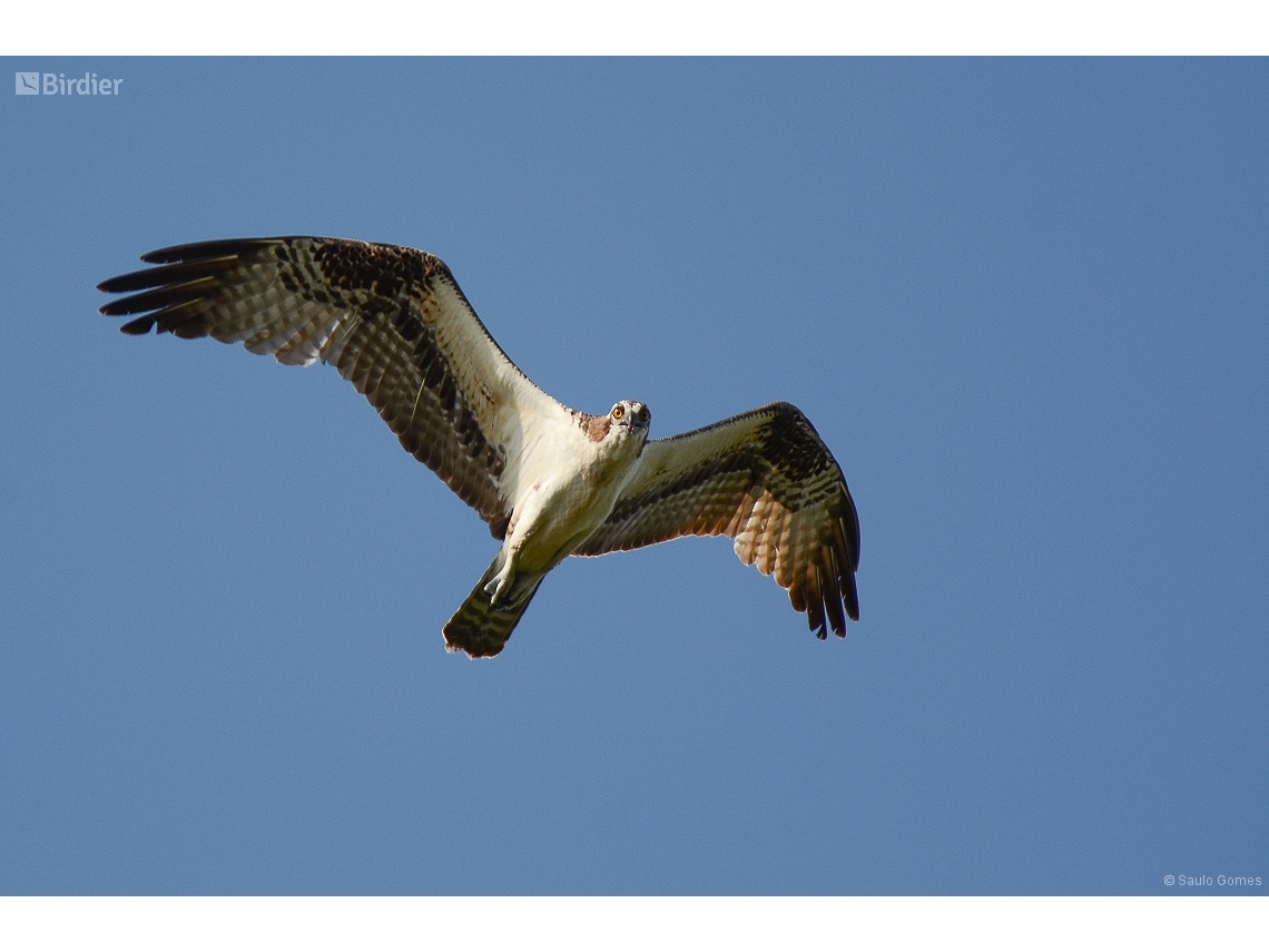 Pandion haliaetus